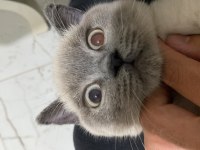 Bluepoint yavrumu sahiplendiriyorum british shorthair