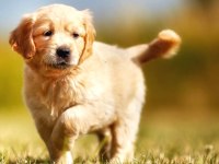 Yavru Golden Retriever