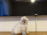 SCOTTISH FOLD BLUE POİNT YAVRULARIM 