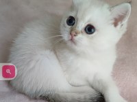 Safkan British Shorthair