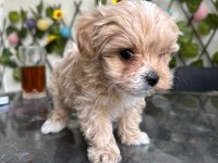 KÖPEĞİMİZ MİLKA MIZI SAHİPLENECEK BİR AİLE ARIYORUZ