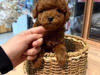 Üst Sekmen Red Toy Poodle Yavrumuz