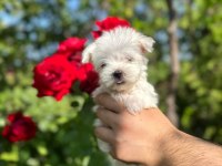 MALTESE TERRİER