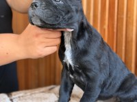 Dev Adayları Cane Corso