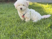 Maltese Terrier Yavru