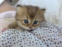 Kedimiz sarışın mı kızıl mı