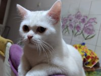 10 aylık beyazım british shorthair