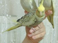 TAKIM YADA TEK SULTAN PAPAĞANI KAMPANYALI