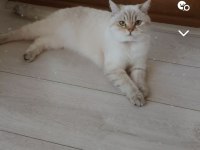 British lynx point