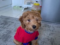 Maltipoo yavrumuz