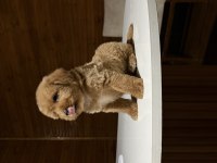 Maltipoo Bebekler