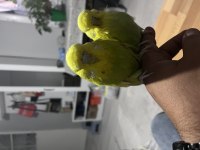 Show jumbo dişi yavru show jumbo dişi yetişkin muhabbet kuşu