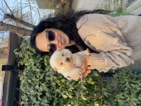 Chow chow yavrularım sağlık ve ırk garantilidir