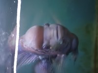 Ele alışık vahşi flowerhorn