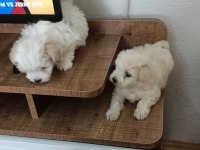 50 günlük maltipoo yavru