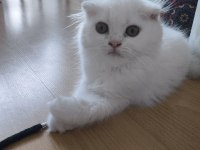Küçük scottish fold minnaklar