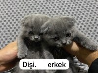 Uygun kedilerimiz