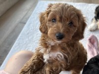 Mini Maltipoo Yavruları