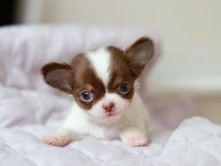 Mini Elma Kafa Küt Burun Chihuahua Bebekler