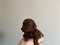 RED BROWN KORE TOY POODLE YAVRULAR