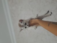 MİNİK BRİTİSH KEDİMİZ
