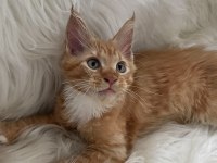 Nadir ve Özel renklerde safkan maine coon yurt dışı