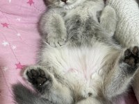 3 tane dişi 2 aylik british shorthair yavru kedimiz