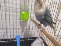 Kuşlarım çok sağlıklı