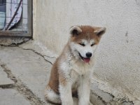 Orijinal Safkan Japon Akita İnu
