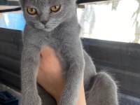 3 adet 3 aylık yavru british shorthair