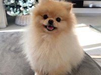 SAFKAN POMERANİAN BOO BEBEKLERİMİZ