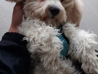 8 aylık köpeğimiz acil verilecektir