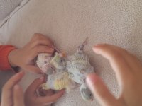 Sahiplendirme erkek dişi muhabbet kuşu