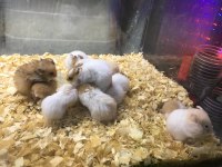 Isırma huyu olmayan Hamster bebekler gelmiştir
