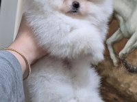 Üst kalite EFSANE DİŞİ pomeranian