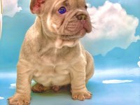 ÜST KALİTE BLUE FAWN FRENCH BULLDOG ERKEK