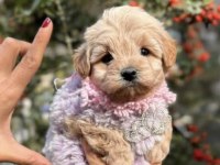 Irk Ve Sağlık Garantili Maltipoo Bebekler