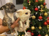 Eşli minyatür köpekler