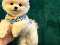 POMERANİAN BOO YAVRU KÖPEKLERİMİZ