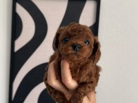Toypoodle yavrularımız 