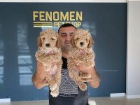 Maltipoo Yavrular Magazamızda Canlı Görün
