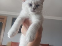 British shorthair kedimiz ömürlük yuvasını arıyor
