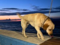 LABRADOR RETRİEVER ÜCRETSİZ SAHİPLENDİRİLECEK