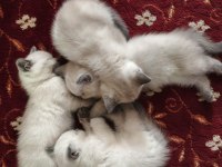 Yavru Kedilerimizi Sahiplendiriyoruz