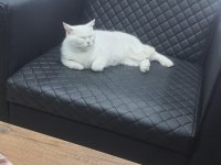 Kedimize Yuva Arıyoruz