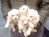 Maltese yavrular 0 numara