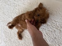 Toy Poodle 3 aylık
