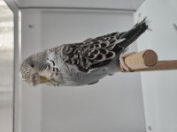 Jumbo Muhabbet Kuşu Yavrular