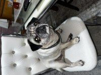 4 yaşında aşıları tam pug