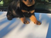 Orjinal rottweiler yavrular ırk sağlık garantili